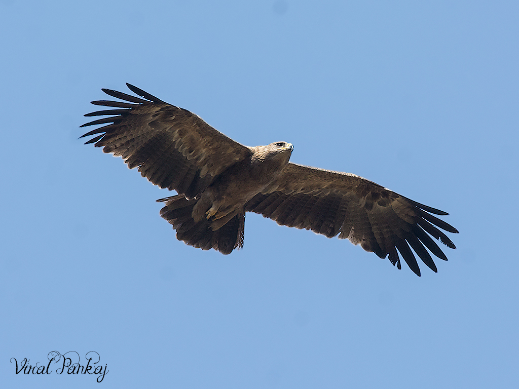 Tawny Eagle